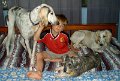 Austin-dogs5