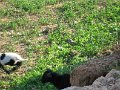 IMG_1242