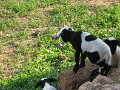 IMG_1243